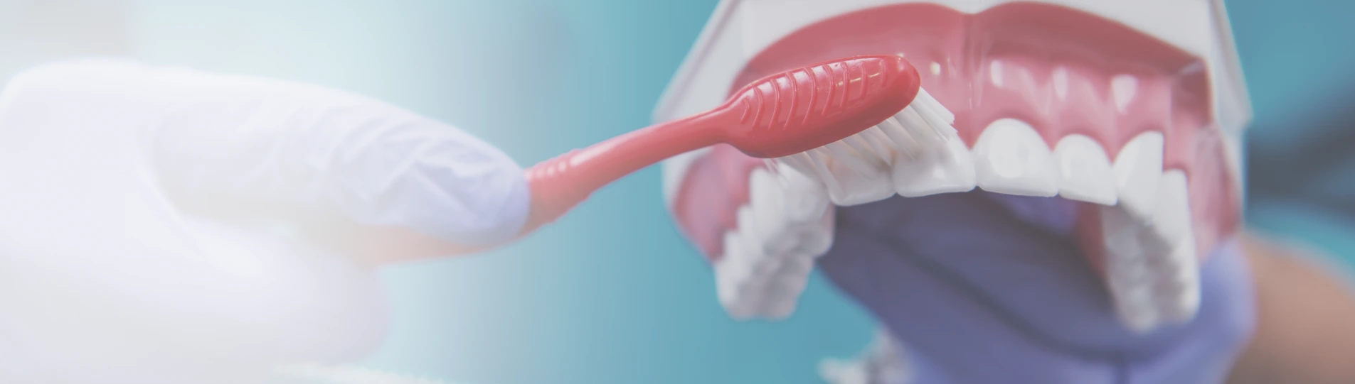 Dentist demonstrating proper tooth brushing technique on a dental model.